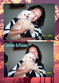 Puppies for Adoption
