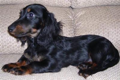 Dachshund Puppies for Sale