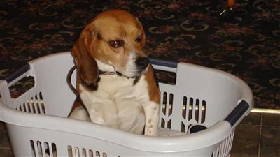 Stud Dogs - Beagle