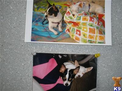 Stud Dogs - Chihuahua