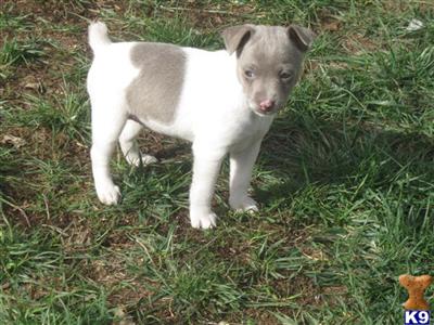 Rat Terrier Puppies for Sale