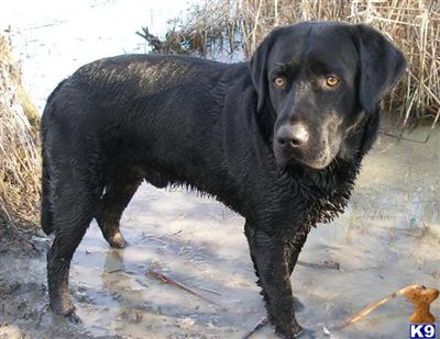 Stud Dogs in ID
