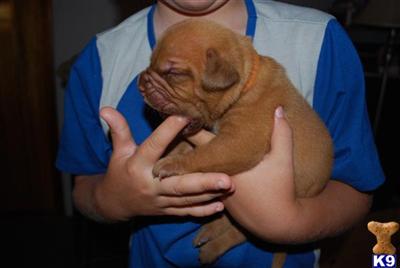 Dogue De Bordeaux Puppies for Sale