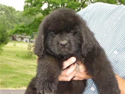 Newfoundland Puppies for Sale