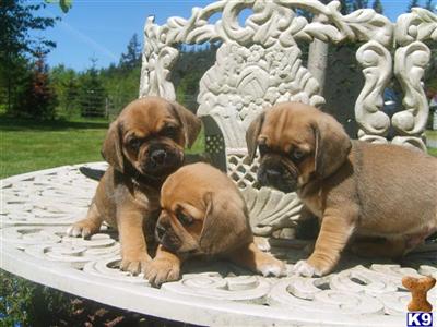 Puppies in WA