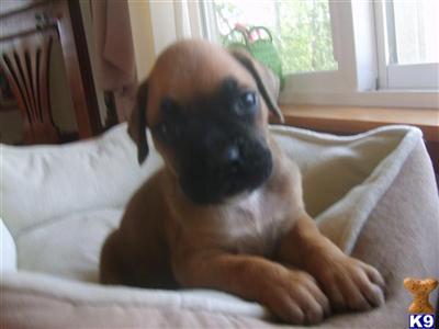 Puppies in WA