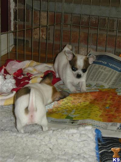 Puppies in CT
