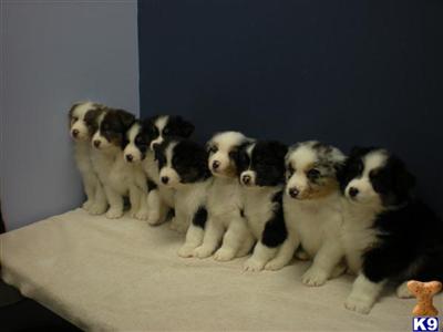 Australian Shepherd Puppies for Sale