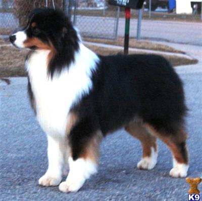Stud Dogs - Australian Shepherd