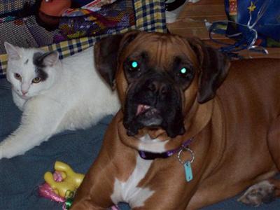 Female Dogs