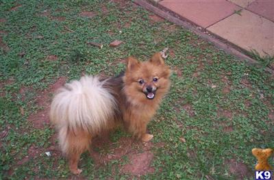 Stud Dogs - Pomeranian