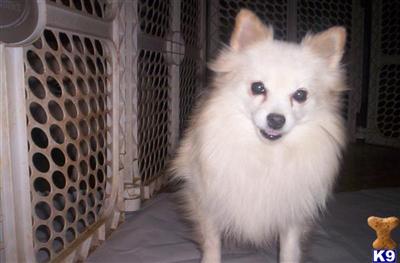 Stud Dogs - Pomeranian