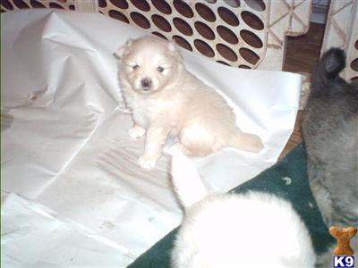 Puppies in VA