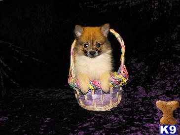 Pomeranian Puppies for Sale
