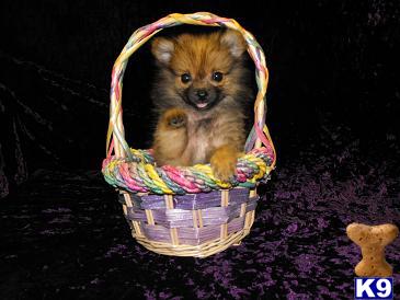 Pomeranian Puppies for Sale
