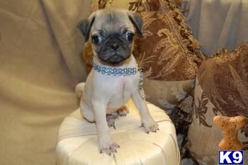 Pug Puppies for Sale