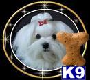 Dogs - Maltese