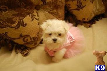 Maltese Puppies for Sale