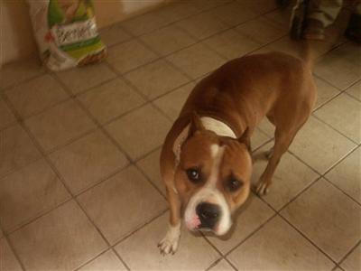 Dogs for Sale in OH