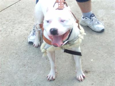 Stud Dogs - American Pit Bull