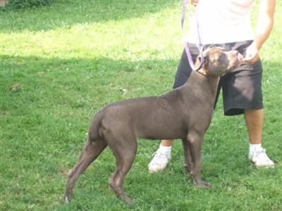 Dogs for Sale
