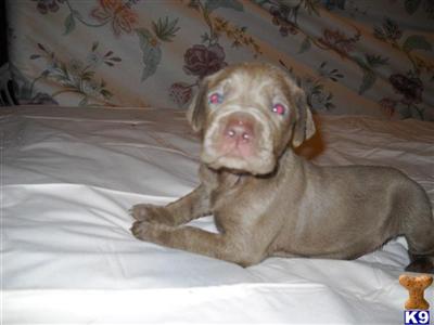 Weimaraner Puppies for Sale