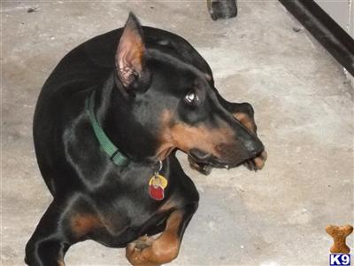 Dogs for Sale in FL
