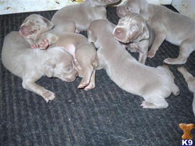 Weimaraner Puppies for Sale