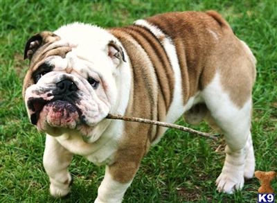 Stud Dogs in MS
