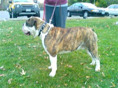 Stud Dogs in IL