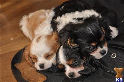 Cavalier King Charles Spaniel Puppies for Sale