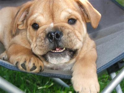 Old English Bulldog Puppies for Sale