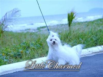 Dogs - Maltese