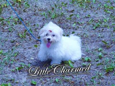 Dogs - Maltese