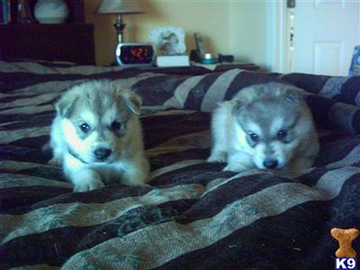 Wolf Dog Puppies for Sale