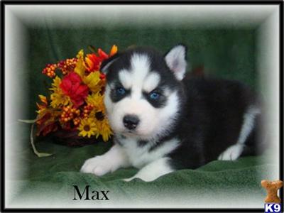 Siberian Husky Puppies for Sale