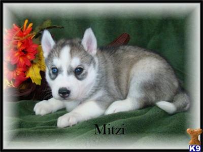 Siberian Husky Puppies for Sale
