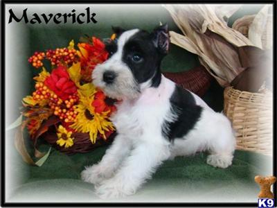 Miniature Schnauzer Puppies for Sale