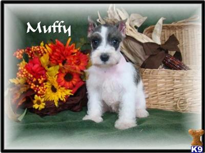 Miniature Schnauzer Puppies for Sale