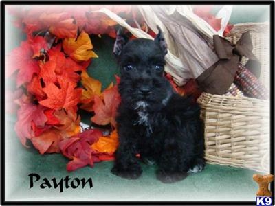 Miniature Schnauzer Puppies for Sale