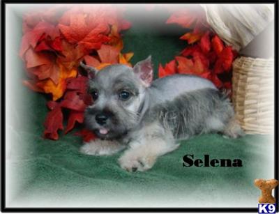 Miniature Schnauzer Puppies for Sale
