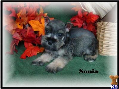Miniature Schnauzer Puppies for Sale
