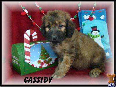 Goldendoodles Puppies for Sale