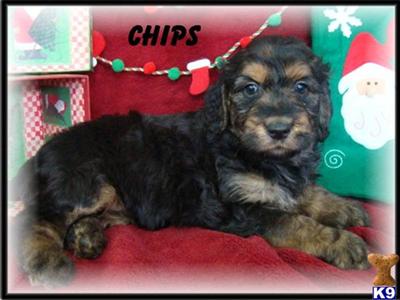 Goldendoodles Puppies for Sale