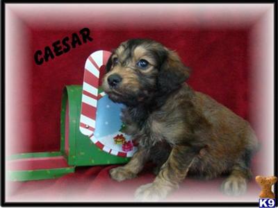 Goldendoodles Puppies for Sale