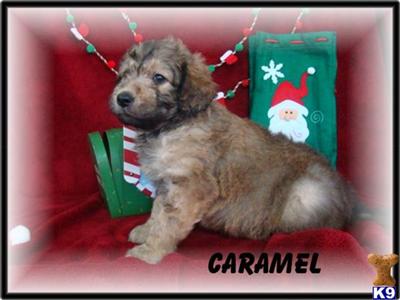 Goldendoodles Puppies for Sale