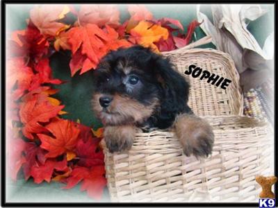 Silky Terrier Puppies for Sale