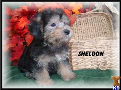 Silky Terrier Puppies for Sale