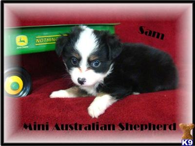 Puppies in MO