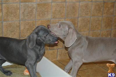 Weimaraner Puppies for Sale